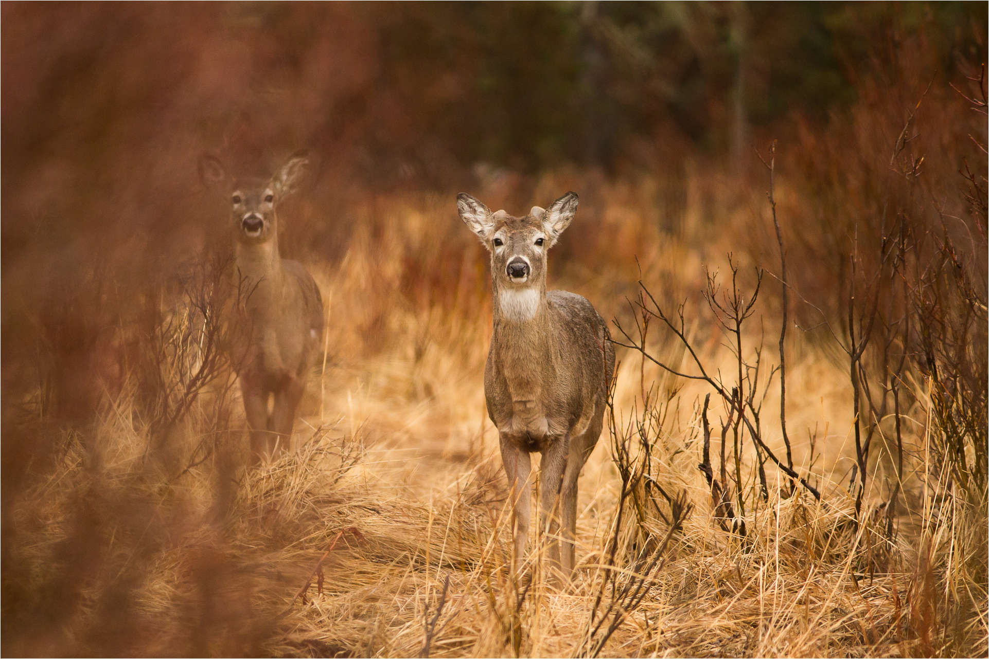 Deer Pictures In The Wild