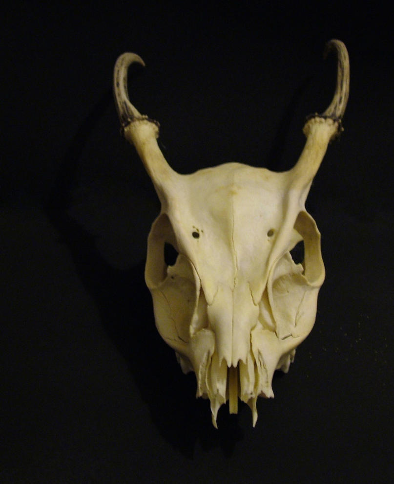 Deer Skull