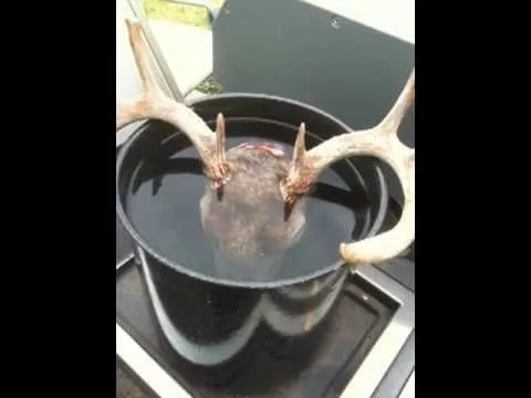 Deer Skull Mount Plaques