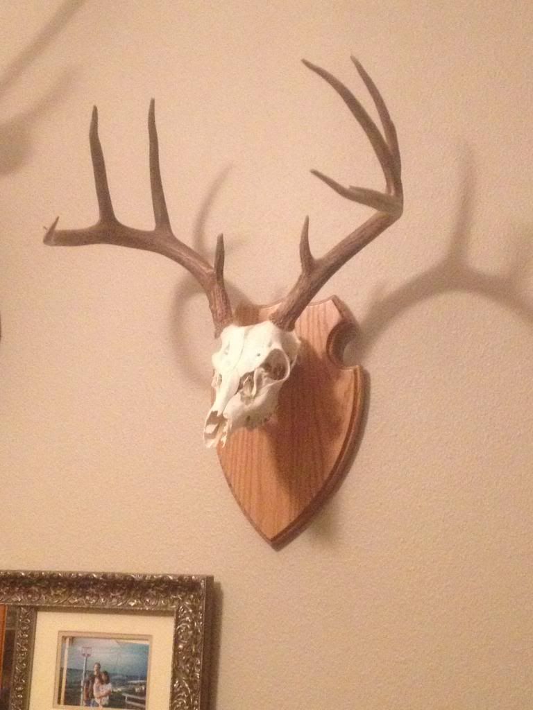 Deer Skull Mount Plaques