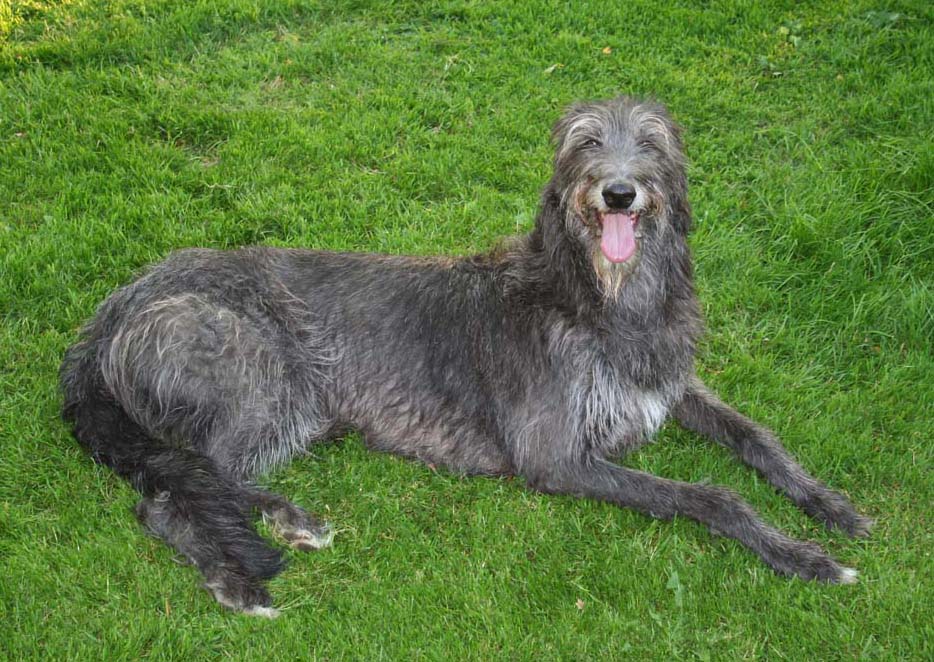 Deerhound