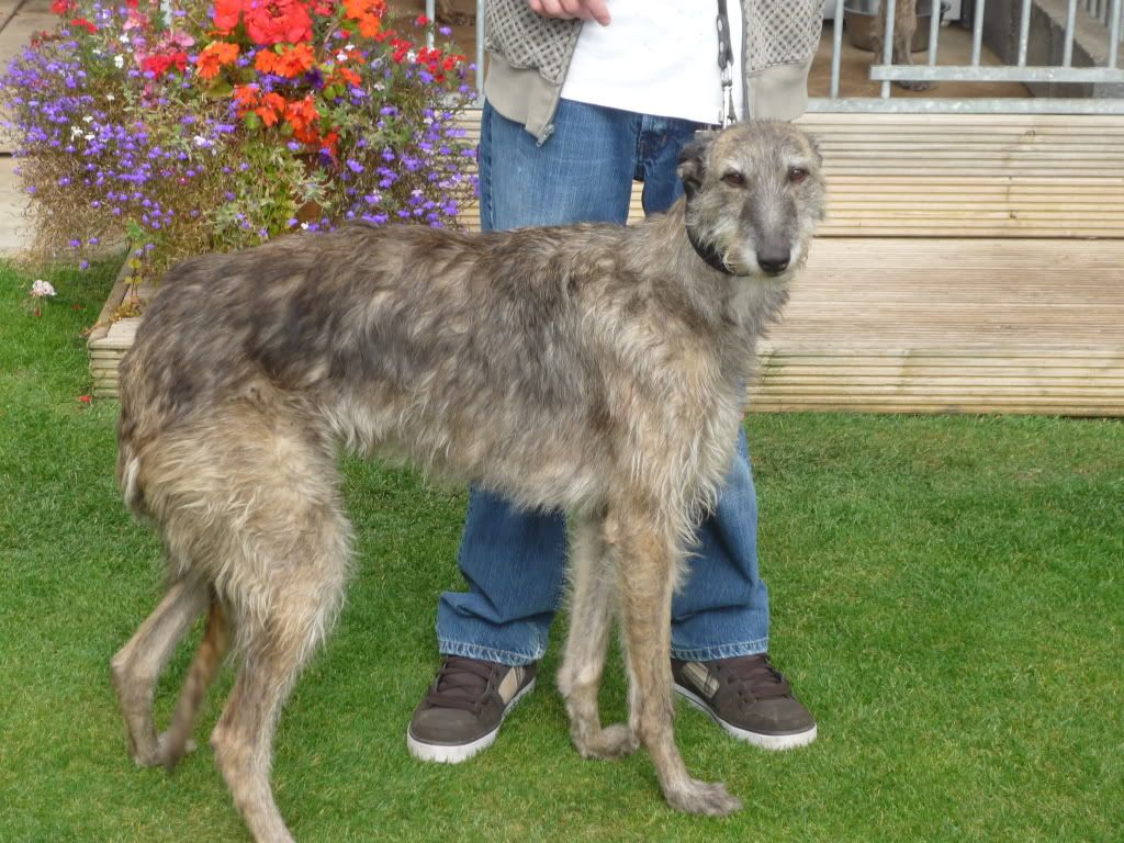 Deerhound Cross Collie