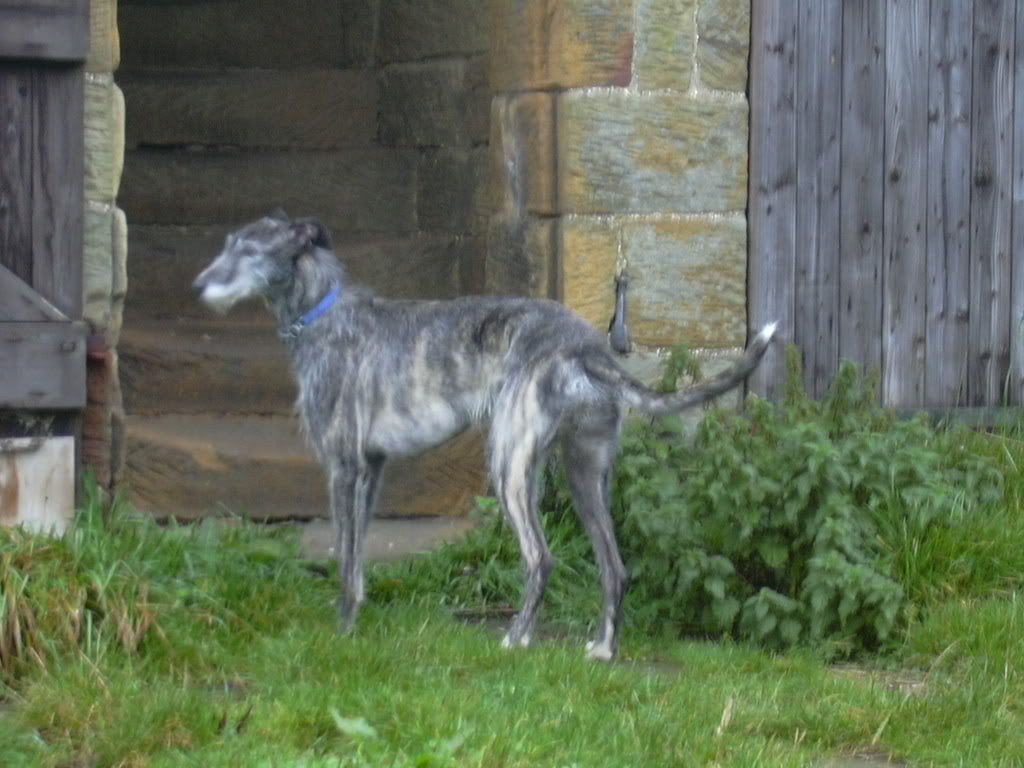 Deerhound Cross Collie
