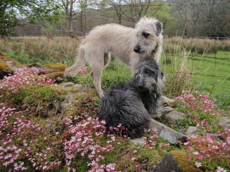 Deerhound Cross Lurcher