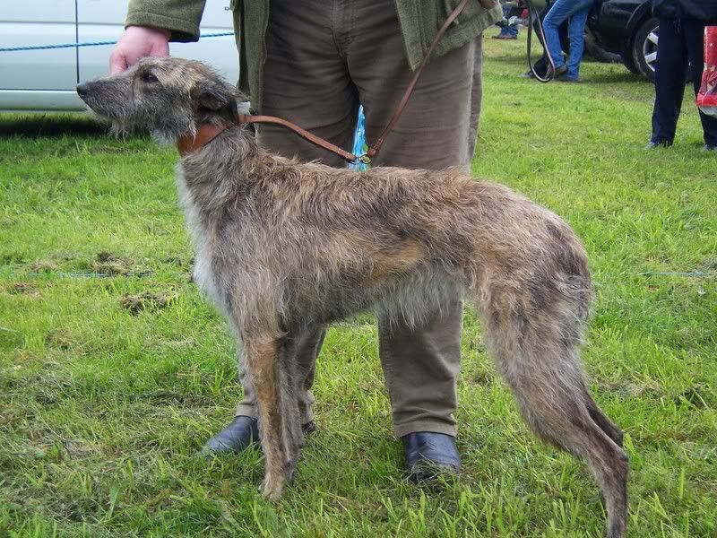 Deerhound Cross Lurcher