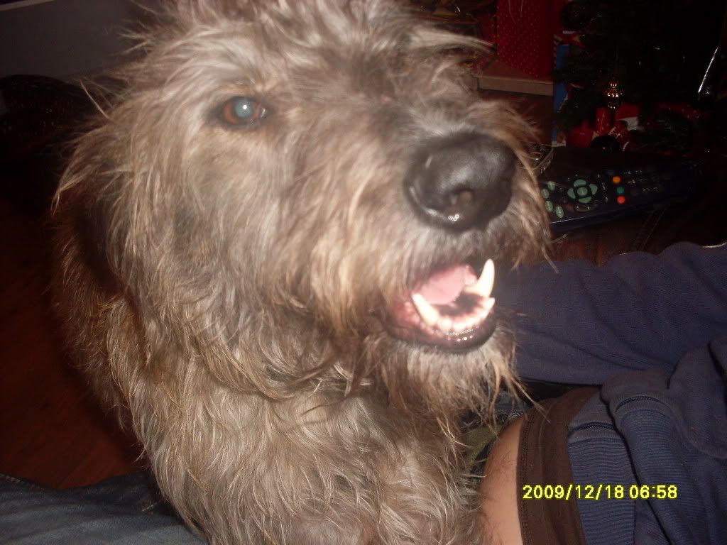 Deerhound Cross Puppies