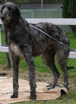 Deerhound Cross Puppies