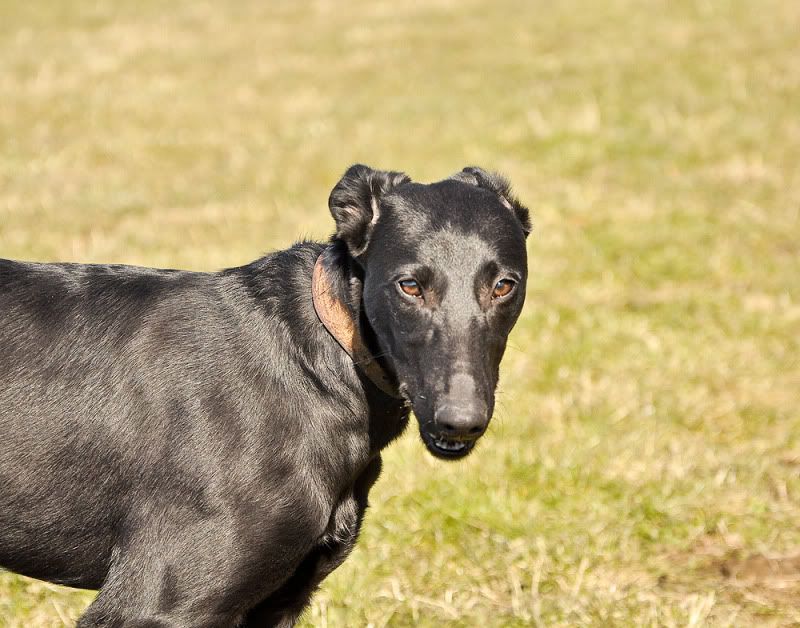 Deerhound Cross Rescue