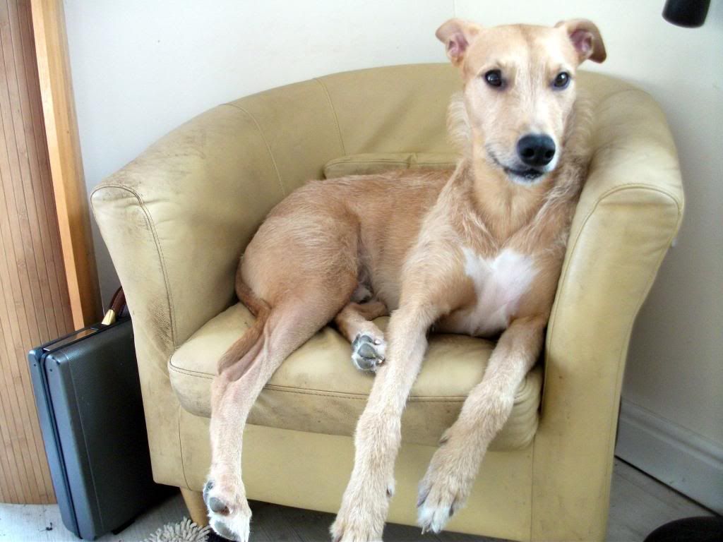 Deerhound Cross Rescue