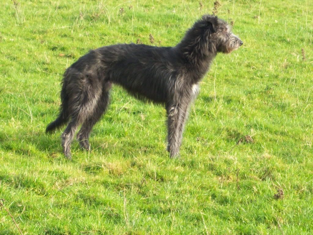 Deerhound Cross Rescue