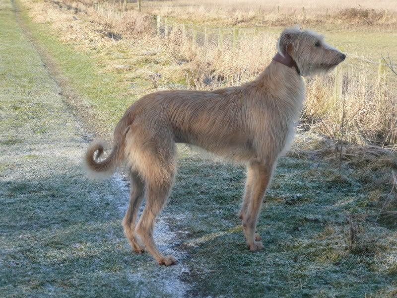 Deerhound Cross Rescue