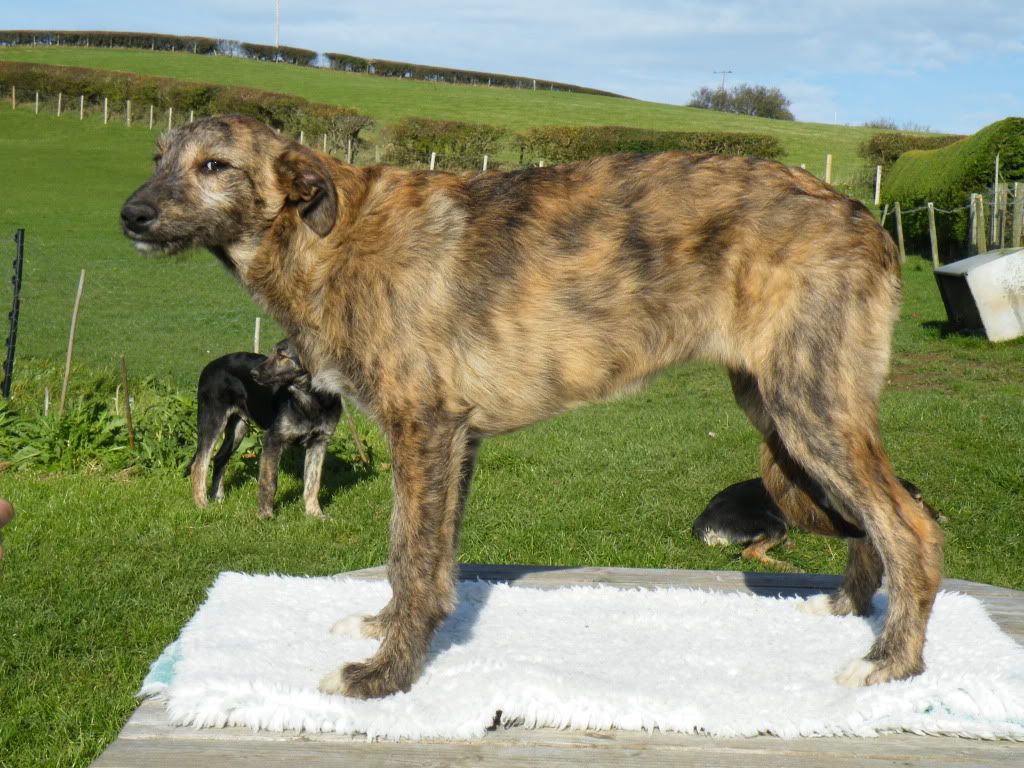 Deerhound Lurcher Breeders
