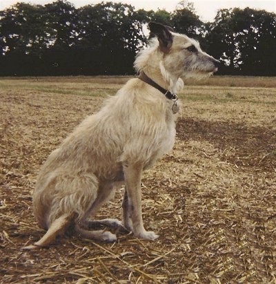 Deerhound Lurcher Breeders