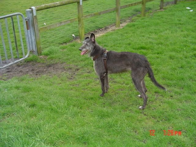 Deerhound Lurcher Cross
