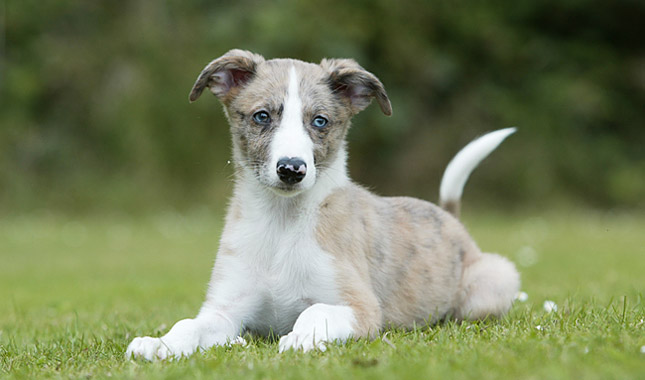 Deerhound Lurcher Temperament
