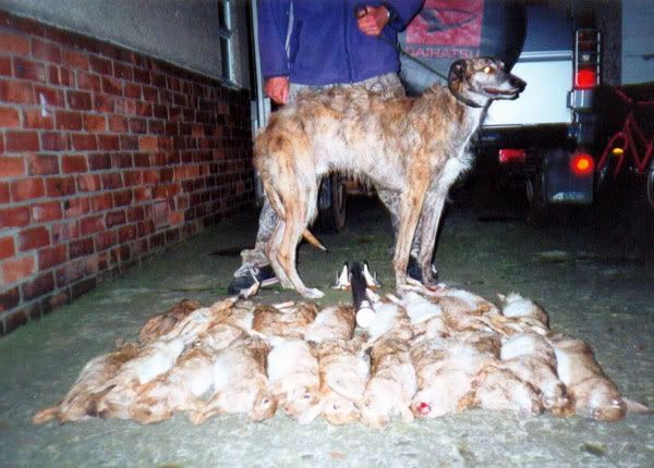 Deerhound X Greyhound Puppies
