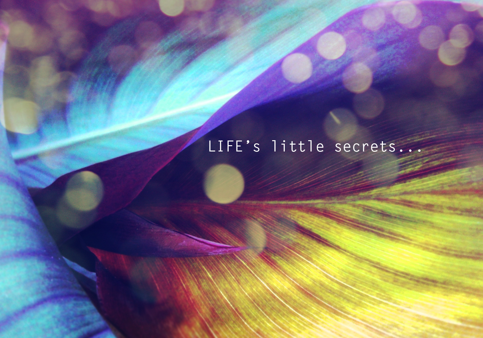 Desktop Wallpaper Flowers