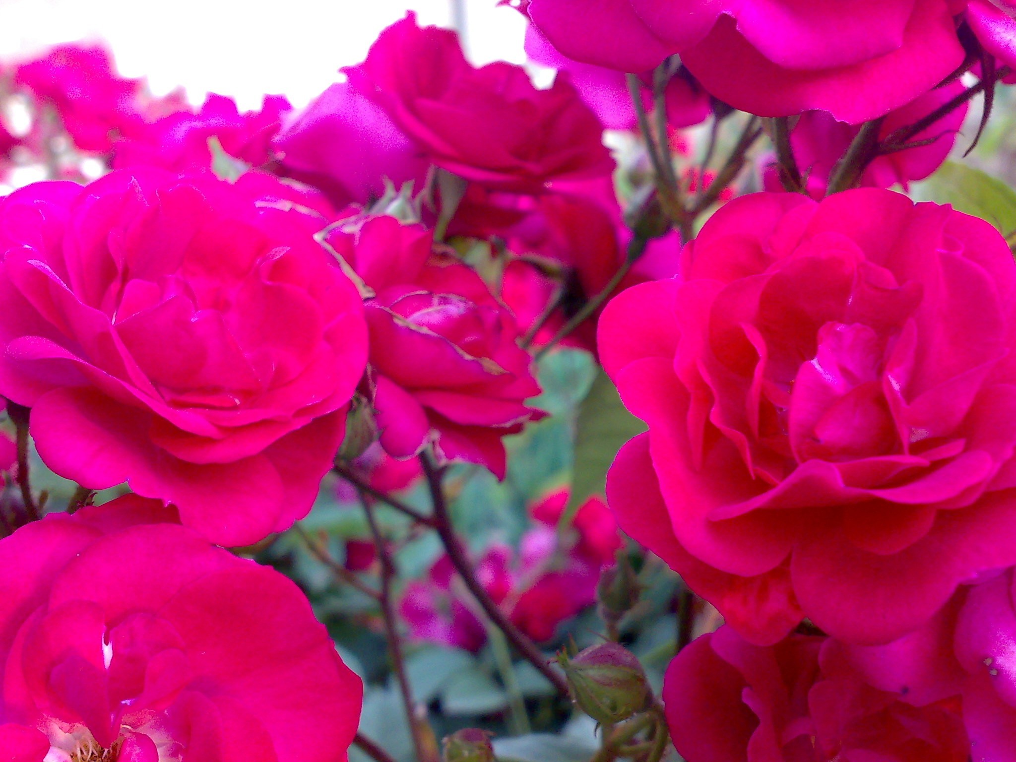 Desktop Wallpaper Nature Flowers