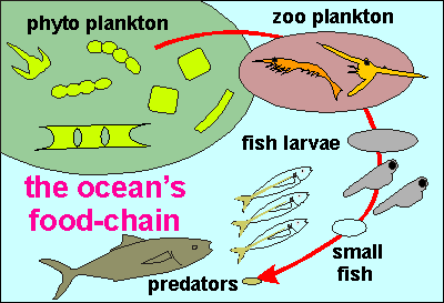 Difference Between Food Web And Food Chain
