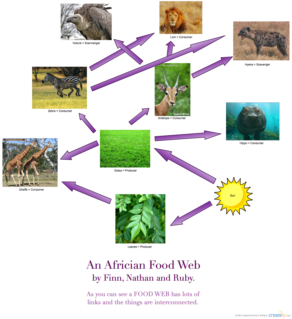 Difference Between Food Web And Food Chain