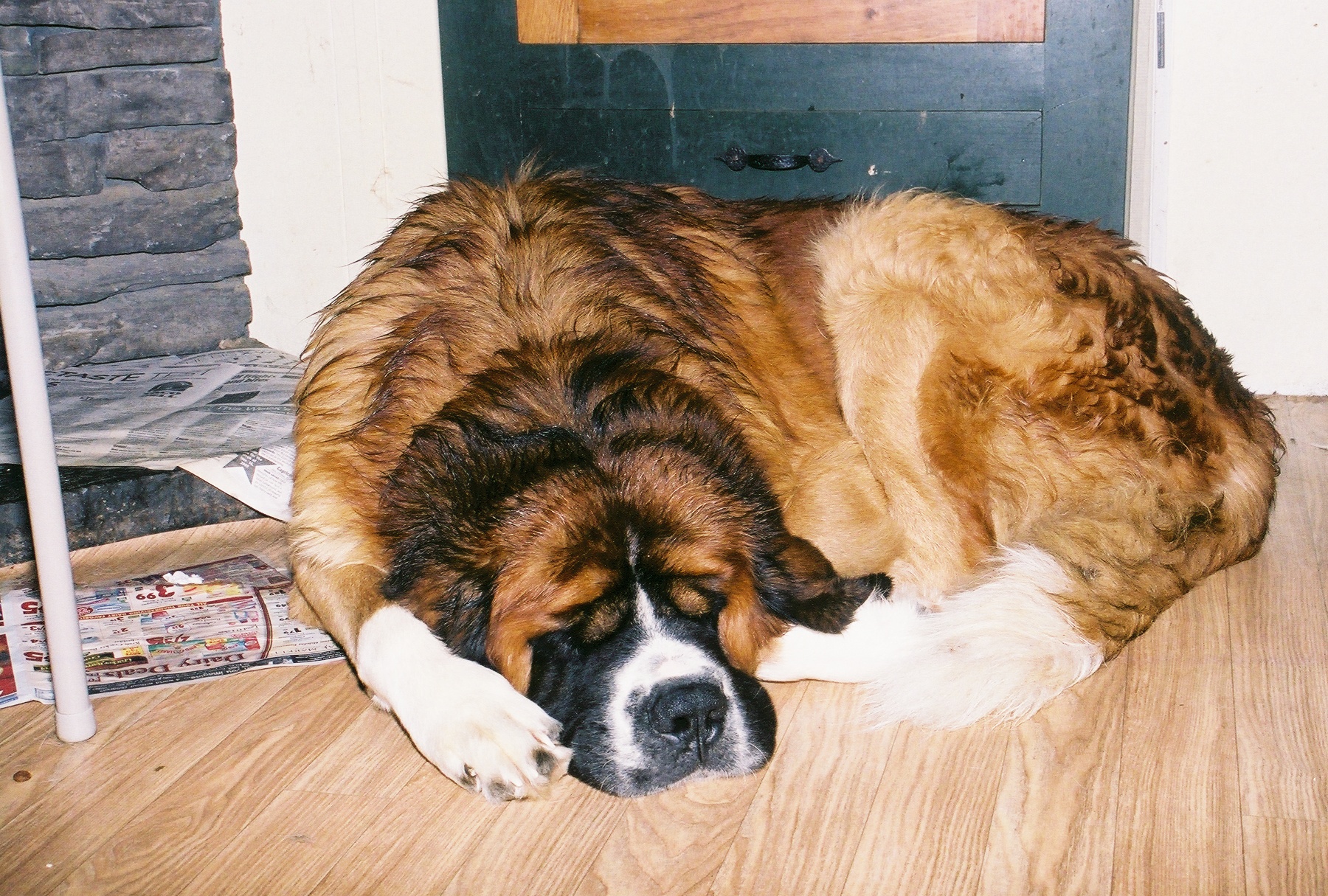 Dog Saint Bernard Pictures