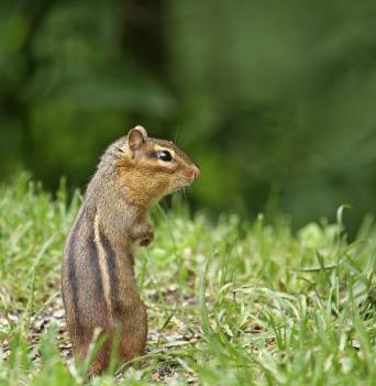 Domestic Animals Pictures With Names