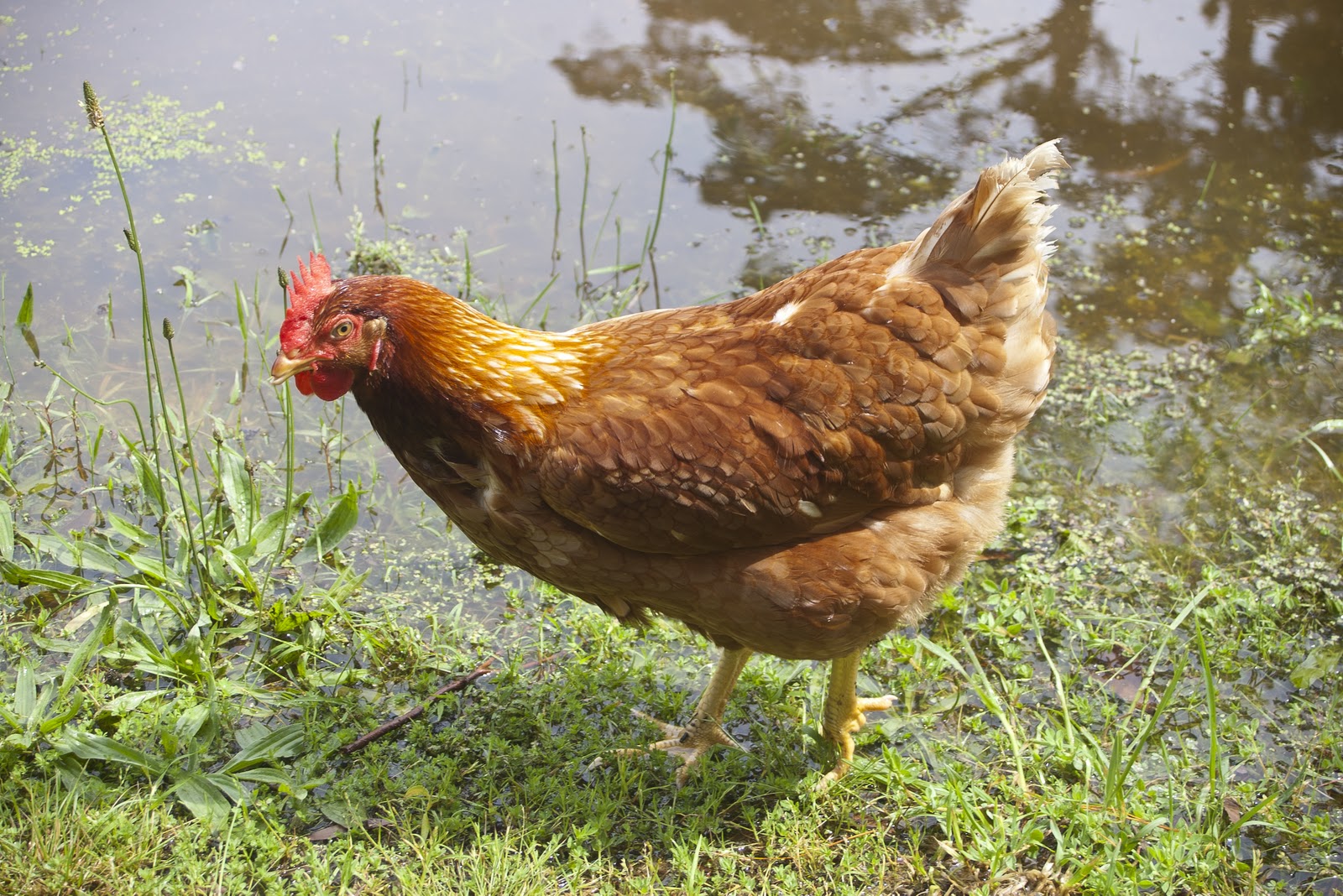 Domestic Animals Pictures With Names