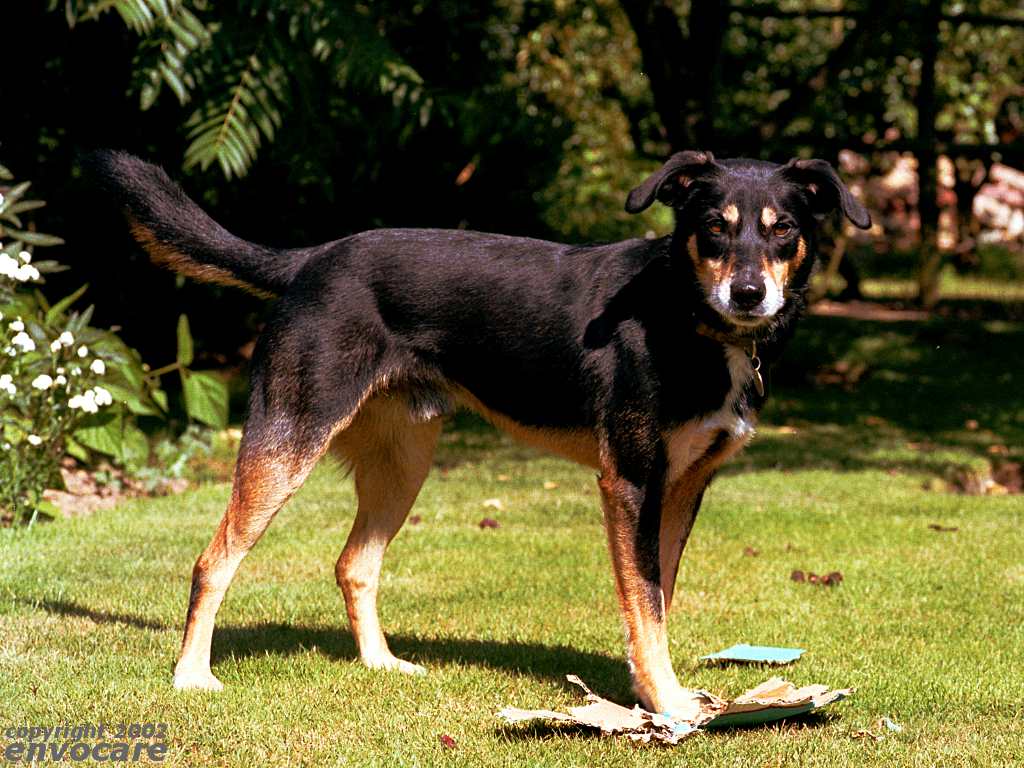 Domestic Animals Pictures With Names