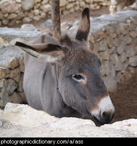Domestic Animals Pictures With Names