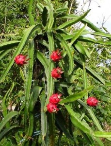 Dragon Fruit Cactus Plant