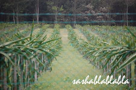 Dragon Fruit Farm