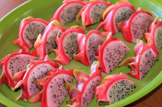 Dragon Fruit Farm