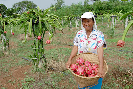 Dragon Fruit Plantation