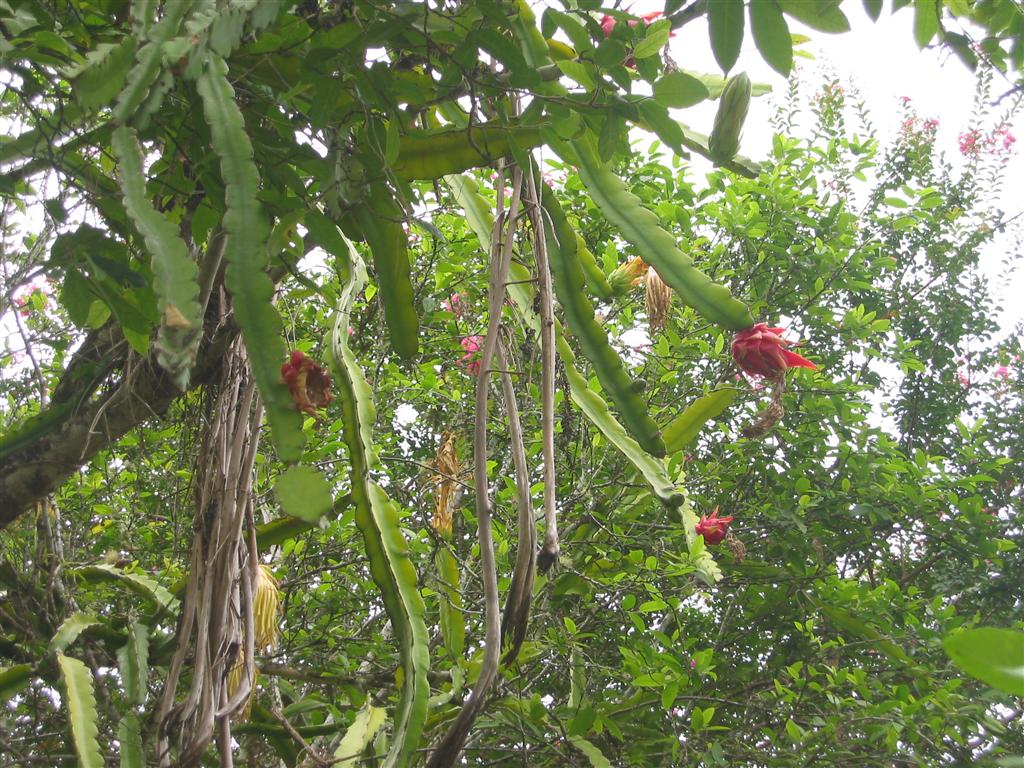 Dragon Fruit Tree Picture