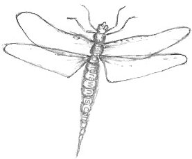 Dragonfly Drawing Images