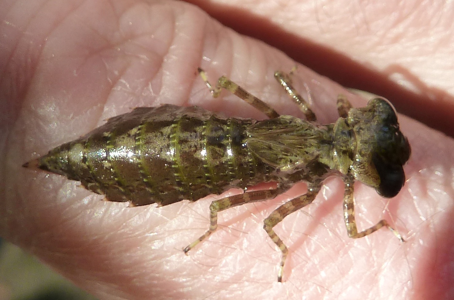 Dragonfly Larvae
