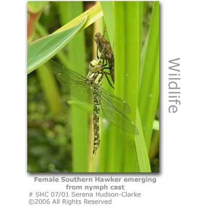 Dragonfly Larvae Emerging