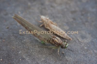 Dragonfly Larvae Emerging