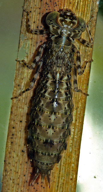 Dragonfly Larvae Underwater