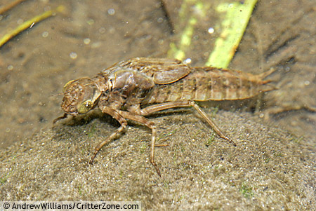 Dragonfly Larvae Underwater