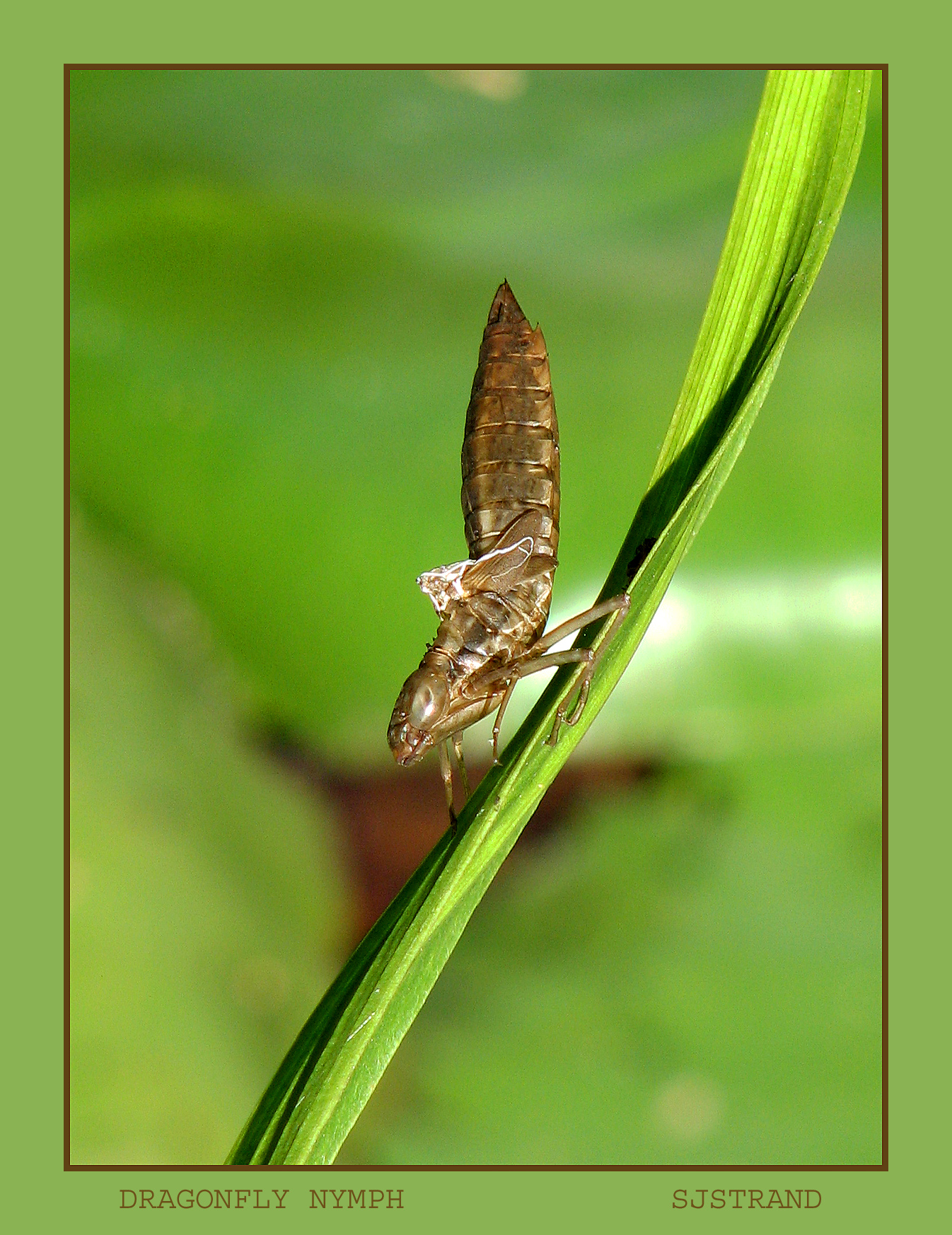 Dragonfly Larvae Underwater