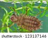 Dragonfly Larvae Underwater
