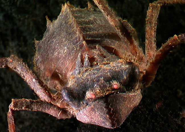 Dragonfly Larvae Underwater