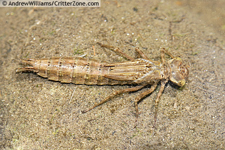 Dragonfly Larvae Underwater