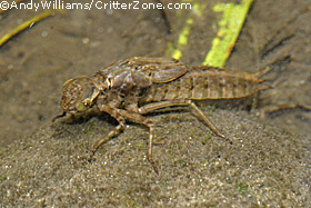 Dragonfly Larvae Underwater