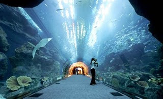 Dubai Mall Aquarium Crack