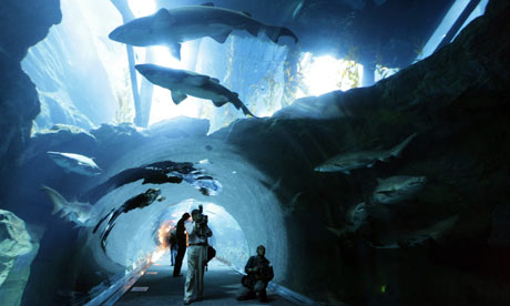 Dubai Mall Aquarium Shark