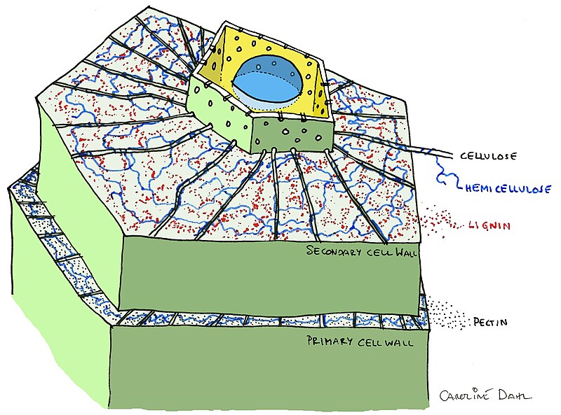 Easy Plant Cell Model Project