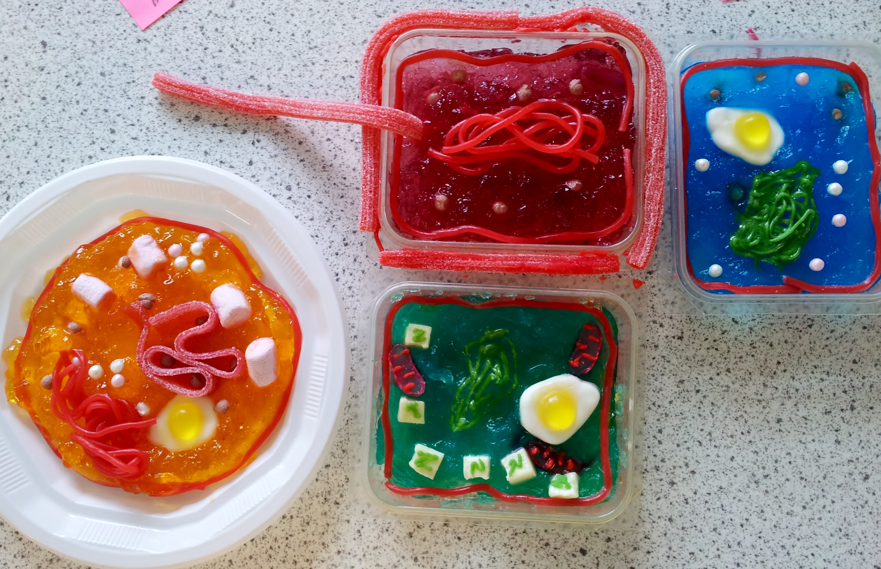 Easy Plant Cell Model Project