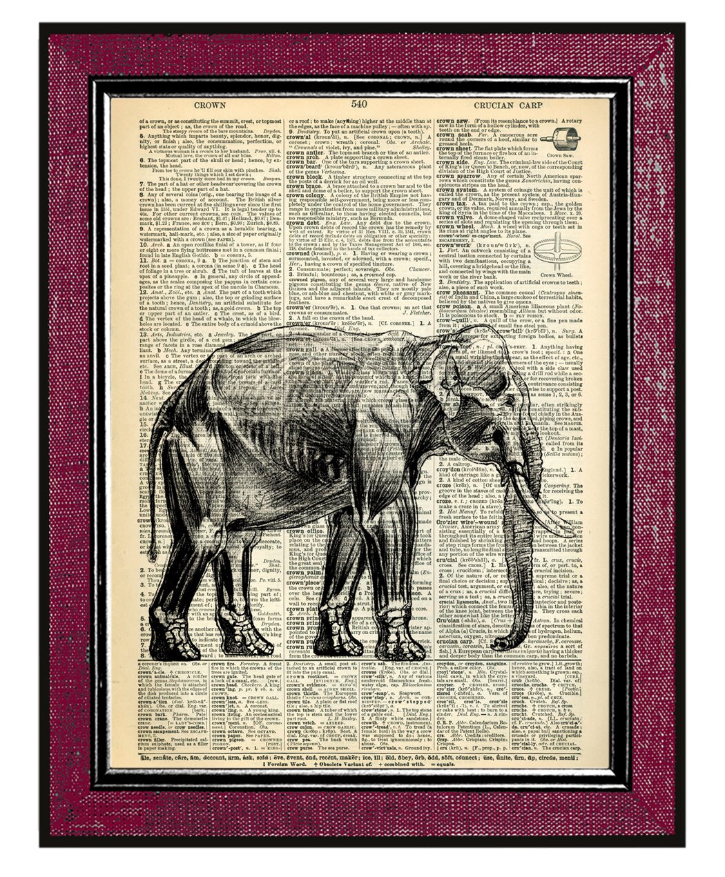 Elephant Lungs Anatomy